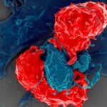 TRrexBio’s IPO Bags $116M to Bring the Immune System Back Into Balance