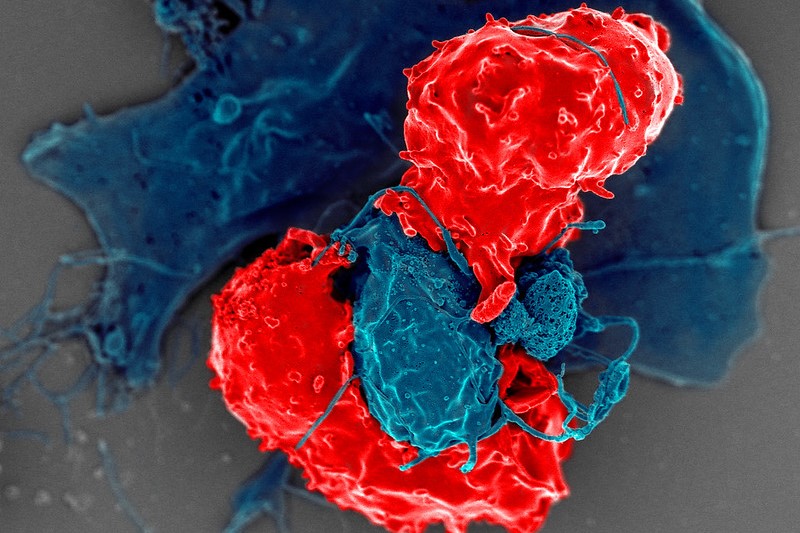 TRrexBio’s IPO Bags $116M to Bring the Immune System Back Into Balance